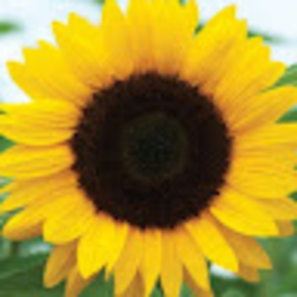 Meet your Posher, Brenda - Picture 1 of 1